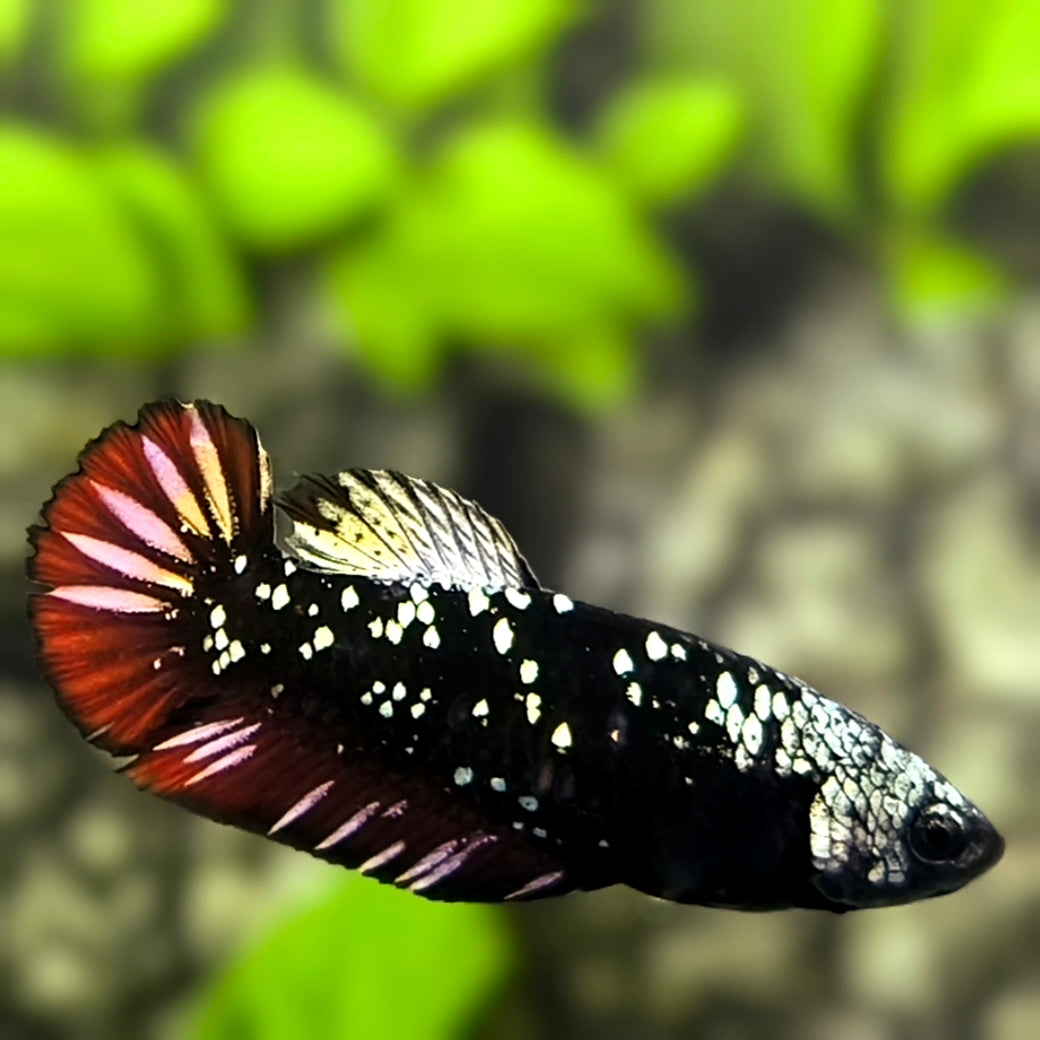 Avatar Blackstar Copper Gold Red Vampire HMPK Betta Fish Female For Sorority / Breed