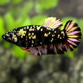 Avatar Blackstar Copper Gold HMPK Betta Fish Female For Sorority / Breed