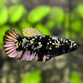Avatar Blackstar Copper Gold HMPK Betta Fish Female For Sorority / Breed