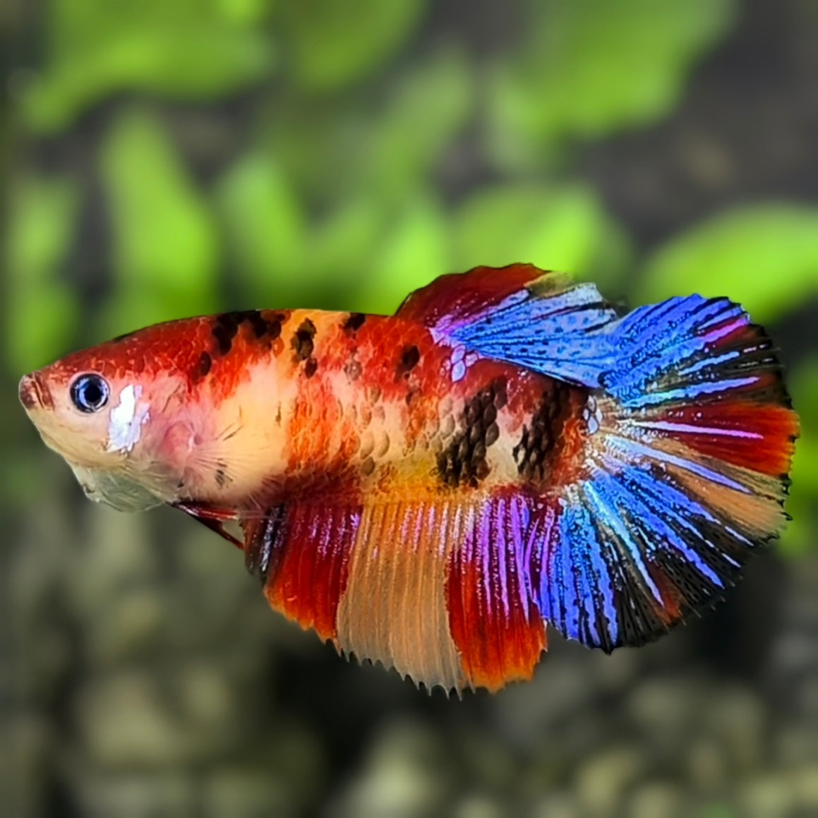 Multicolor Galaxy Halfmoon Betta Fish Female For Sorority / Breed