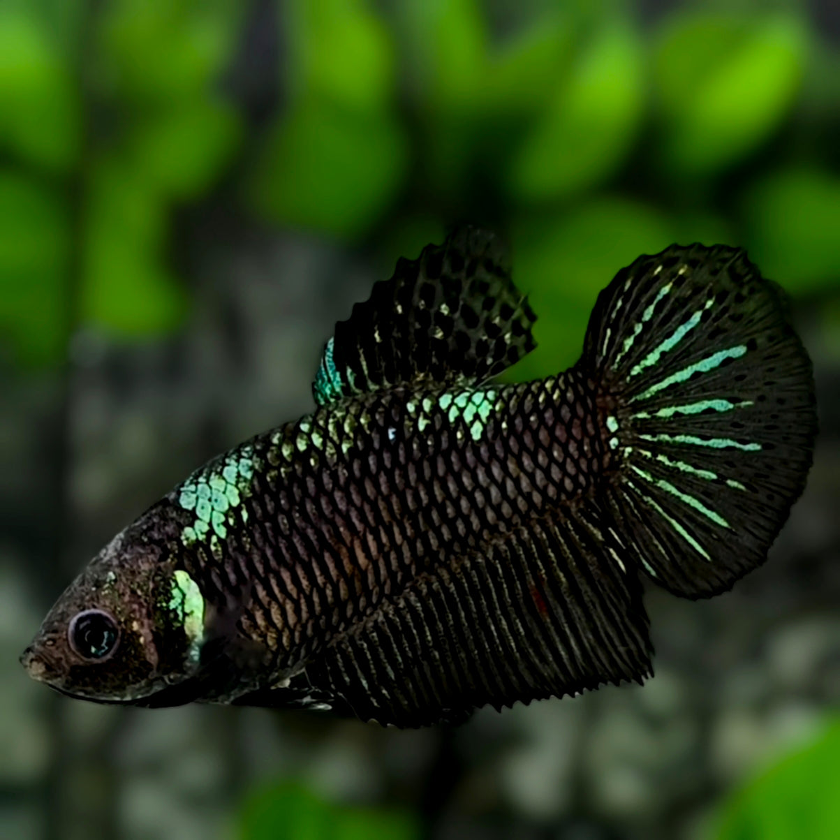 Green Black Samurai Startail Halfmoon Betta Fish Female For Sorority / Breed