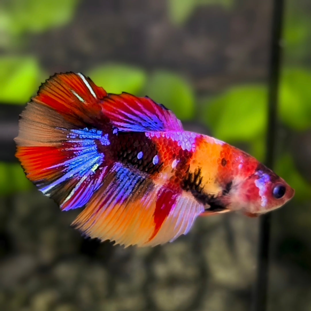 Multicolor Galaxy Halfmoon Betta Fish Female For Sorority / Breed