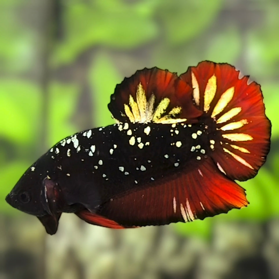 Avatar Blackstar Gold Copper Red Vampire HMPK Betta Fish Male – Zaga Farm