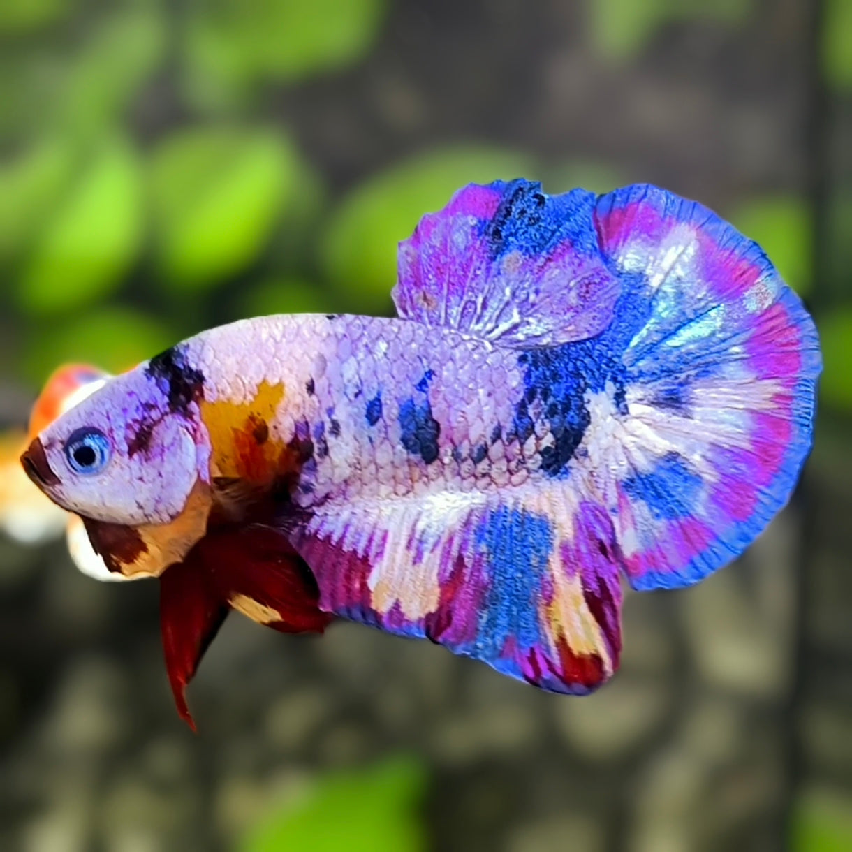 Multicolor Purple Candy HMPK Betta Fish Male