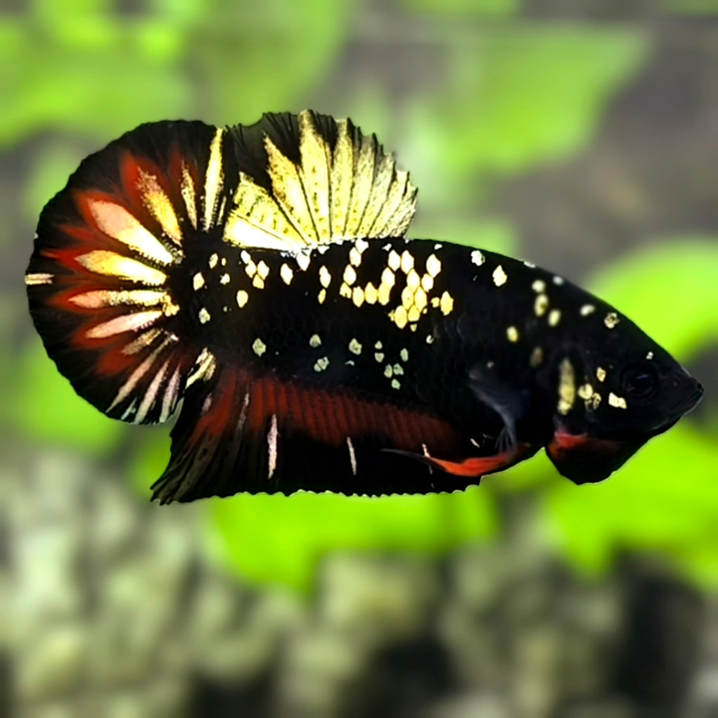 Avatar Blackstar Gold Copper Red Vampire HMPK Betta Fish Male