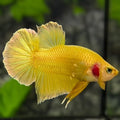 Solid Super Gold 24K HMPK Betta Fish Male