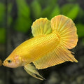 Solid Super Gold 24K HMPK Betta Fish Male