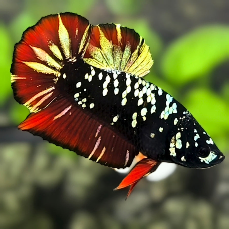 Avatar Blackstar Gold Copper Red Vampire HMPK Betta Fish Male