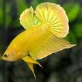 Solid Super Gold 24K HMPK Betta Fish Male