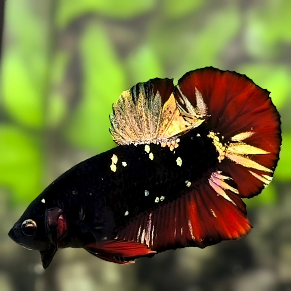 Avatar Blackstar Gold Copper Red Vampire HMPK Betta Fish Male