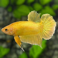 Solid Super Gold 24K HMPK Betta Fish Male #1