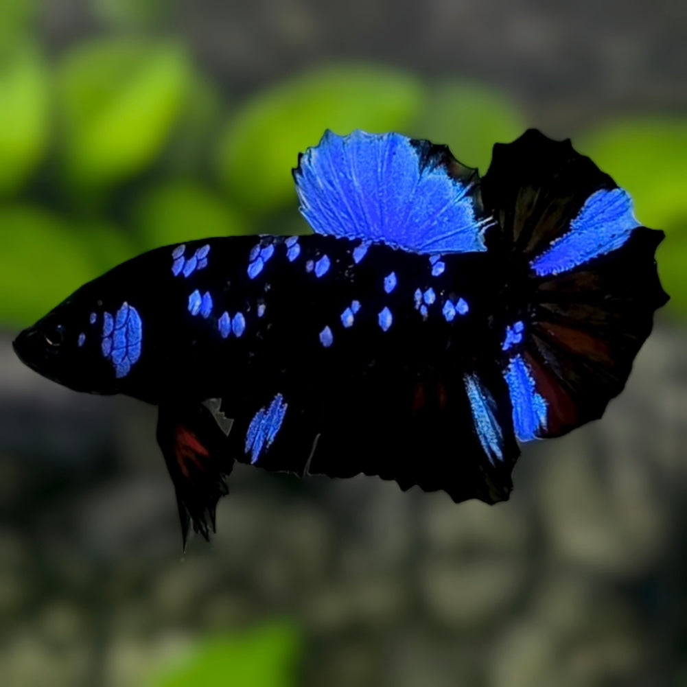Avatar Blackstar Blue HMPK Betta Fish Male