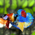 Multicolor Galaxy HMPK Betta Fish Male