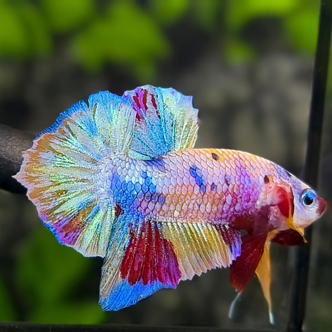 Multicolor Rainbow HMPK Betta Fish Male
