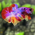 Multicolor Candy HMPK Betta Fish Male