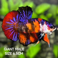 Multicolor Purple Orange Koi JUMBO GIANT HMPK Betta Fish Male