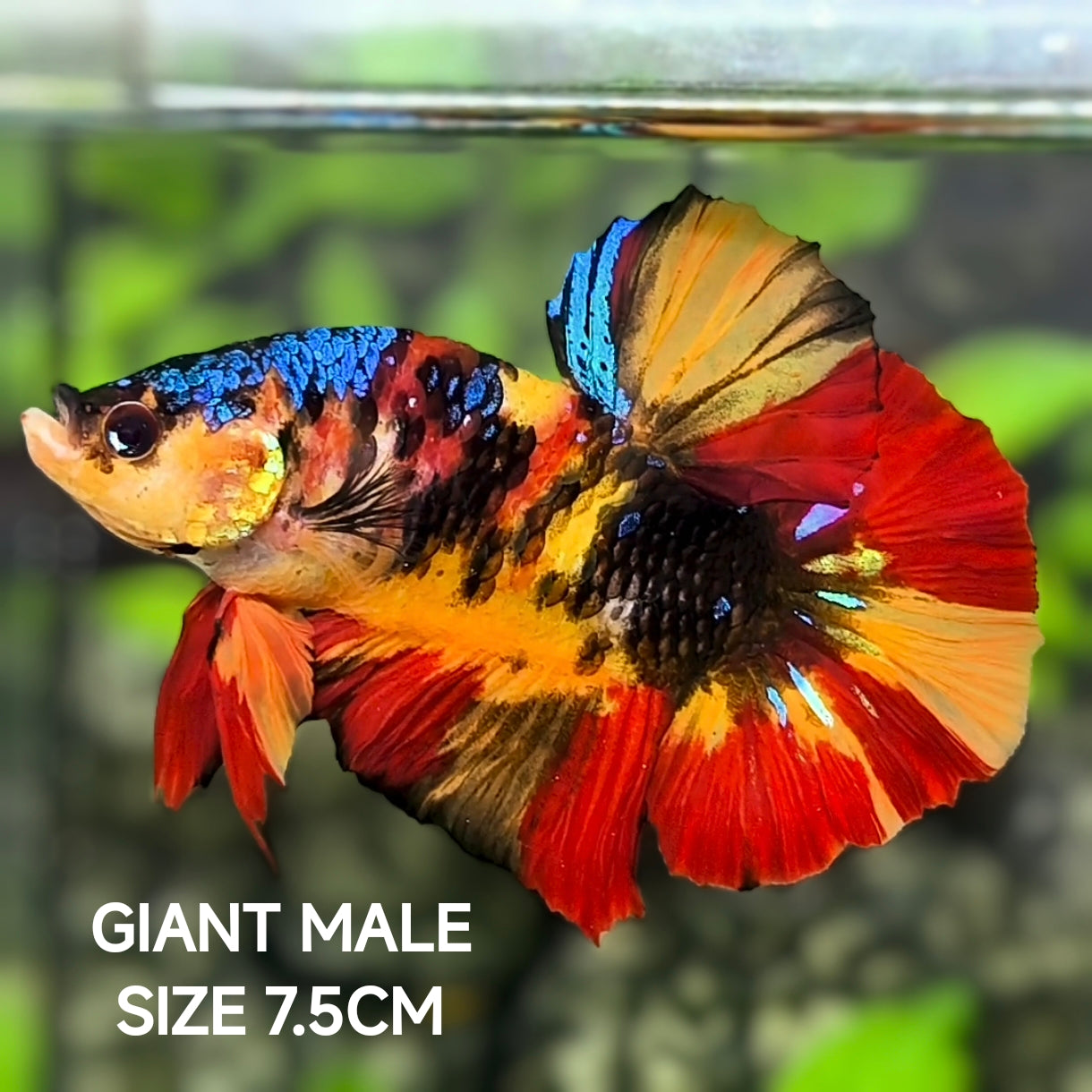 Multicolor Yellowbase Tiger Koi JUMBO GIANT HMPK Betta Fish Male
