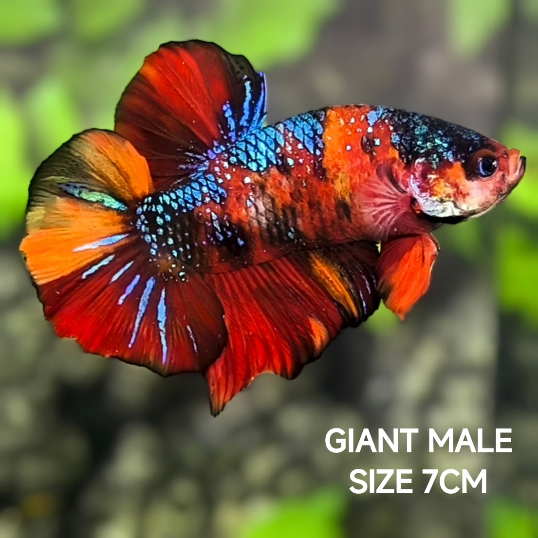 Multicolor Galaxy JUMBO GIANT HMPK Betta Fish Male