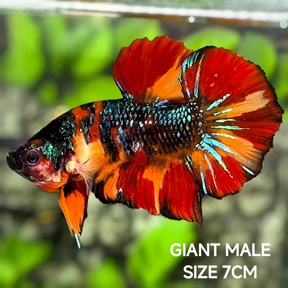 Multicolor Metalic Leopard JUMBO GIANT HMPK Betta Fish Male
