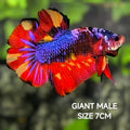 Multicolor Purple Candy JUMBO GIANT HMPK Betta Fish Male