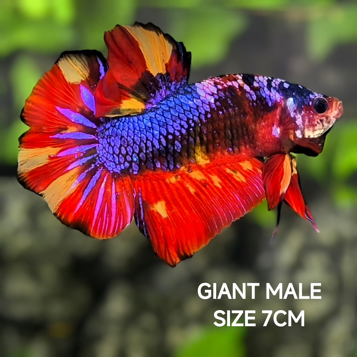 Multicolor Purple Candy JUMBO GIANT HMPK Betta Fish Male