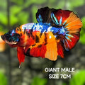 Multicolor Yellowbase Galaxy JUMBO GIANT HMPK Betta Fish Male