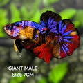 Multicolor Purple Black Galaxy JUMBO GIANT HMPK Betta Fish Male