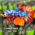 Multicolor Galaxy JUMBO GIANT HMPK Betta Fish Male