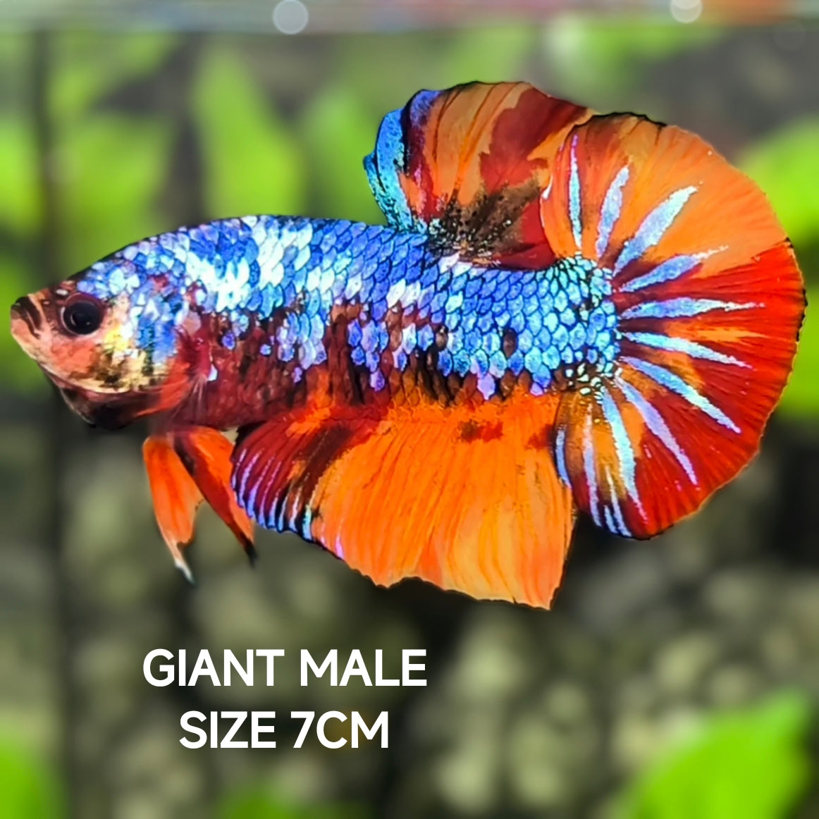 Multicolor Galaxy JUMBO GIANT HMPK Betta Fish Male