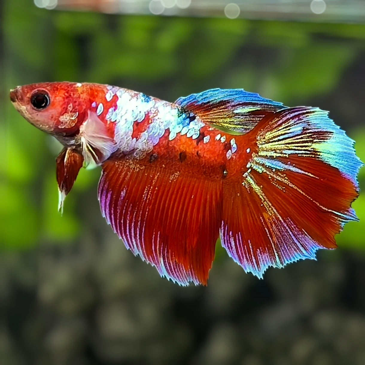 Multicolor Red Koi Galaxy Halfmoon Betta Fish Female For Sorority / Breed