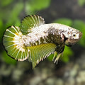 Yellow Samurai HMPK Betta Fish Male