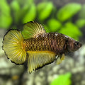 Yellow Pineapple HMPK Betta Fish Male