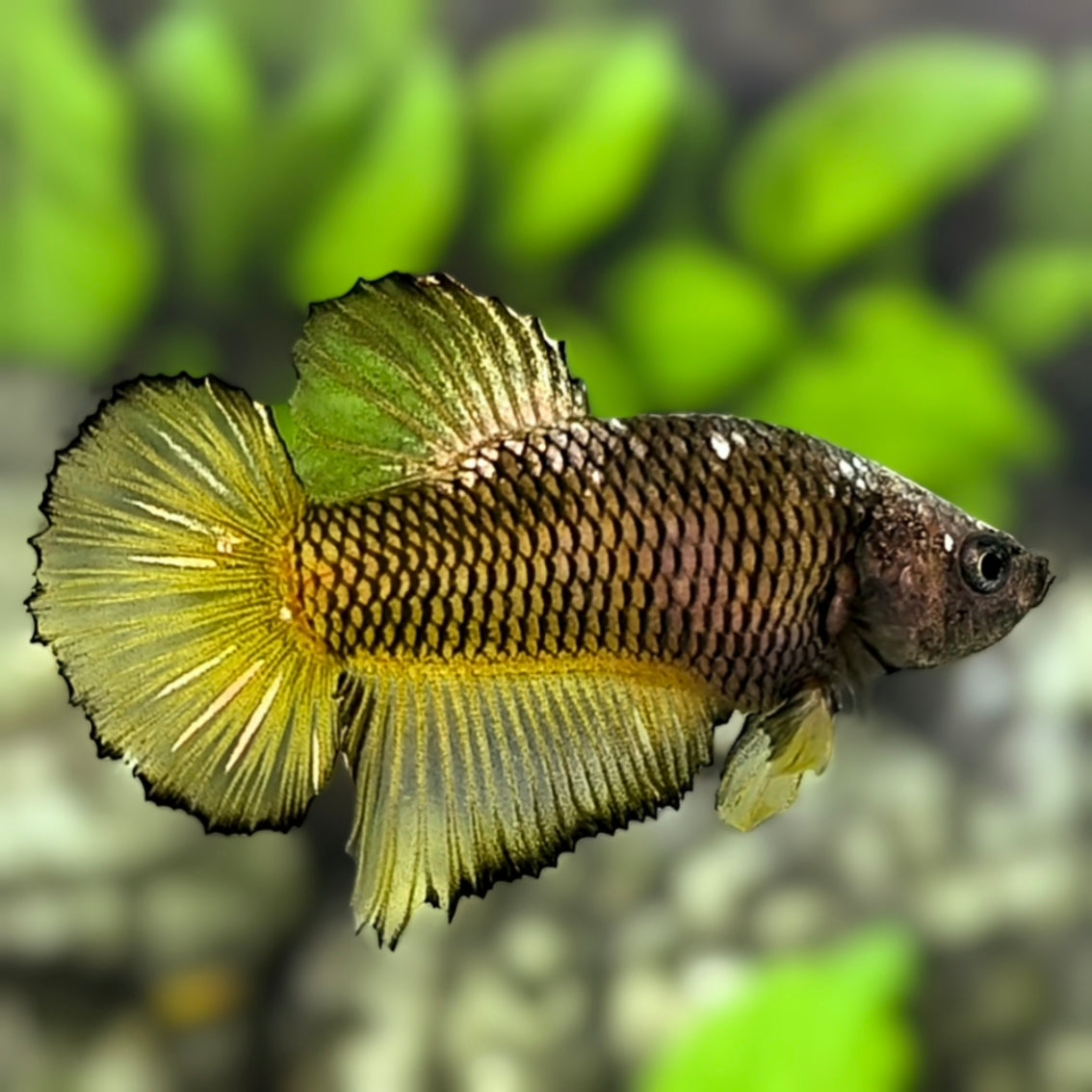 Yellow Pineapple HMPK Betta Fish Male