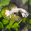 Yellow Samurai HMPK Betta Fish Male