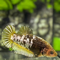 Yellow Mamba Pineapple HMPK Betta Fish Female For Sorority / Breed
