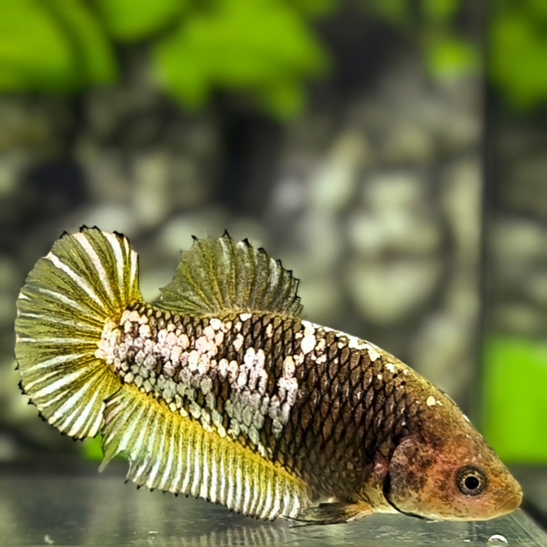 Yellow Mamba Pineapple HMPK Betta Fish Female For Sorority / Breed