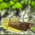 Yellow Mamba Pineapple HMPK Betta Fish Female For Sorority / Breed