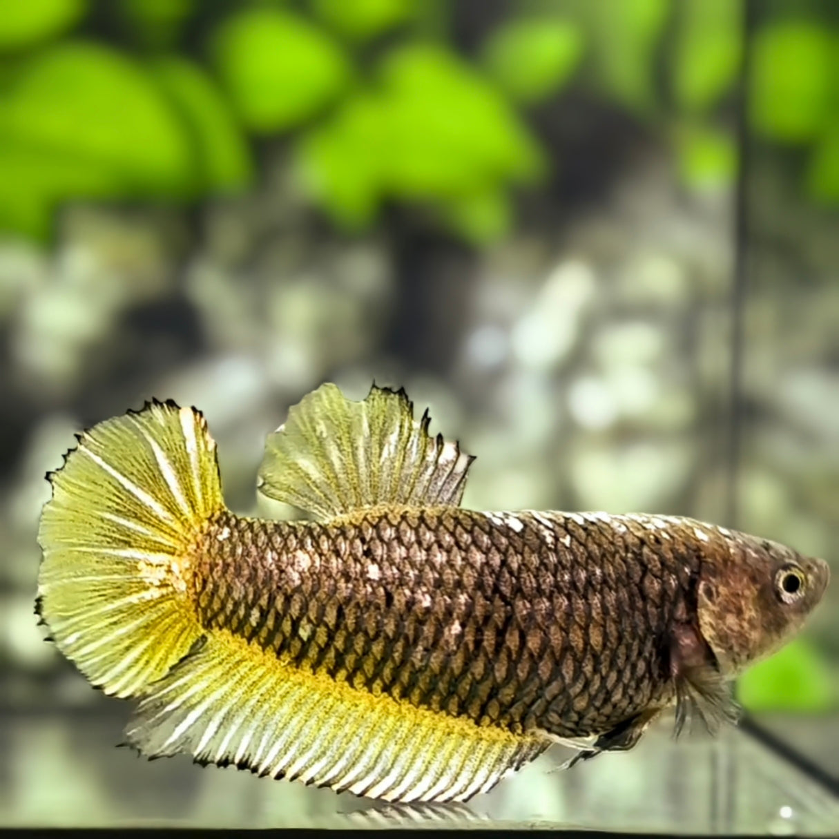 Yellow Mamba Pineapple HMPK Betta Fish Female For Sorority / Breed
