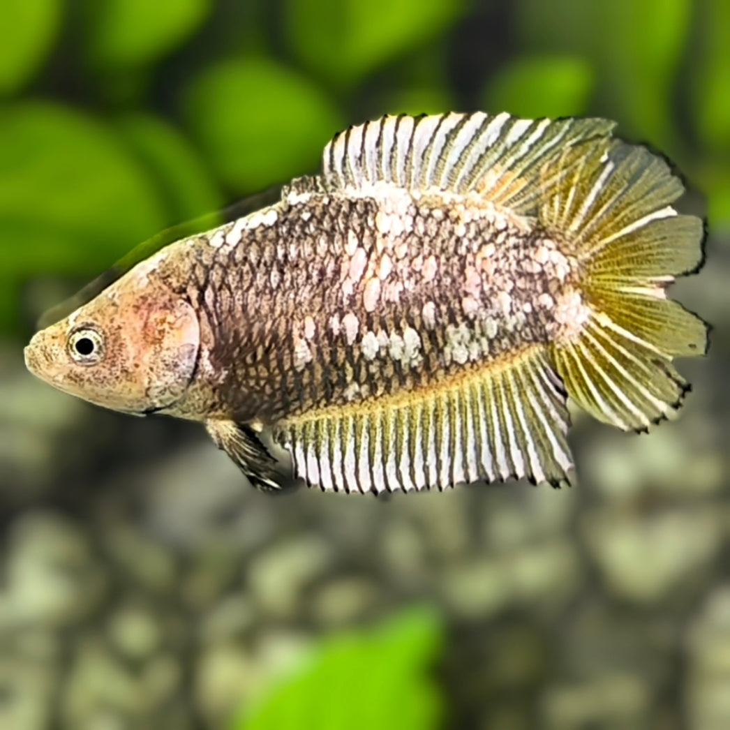 Yellow Mamba Pineapple Doubletail HMPK Betta Fish Female For Sorority / Breed