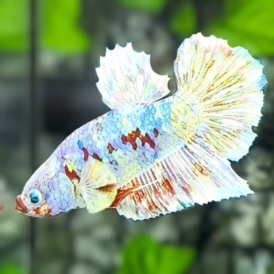 Snow Barongsai HMPK Betta Fish Male