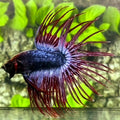 Jumbo Purple Red Mascot Butterfly Crowntail Betta Fish Male #3