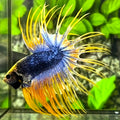 Jumbo Blue Yellow Mascot Butterfly Crowntail Betta Fish Male #1