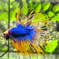 Jumbo Blue Yellow Mascot Butterfly Crowntail Betta Fish Male #2