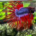 Jumbo Purple Red Mascot Butterfly Crowntail Betta Fish Male #1