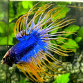 Jumbo Blue Yellow Mascot Butterfly Crowntail Betta Fish Male #4