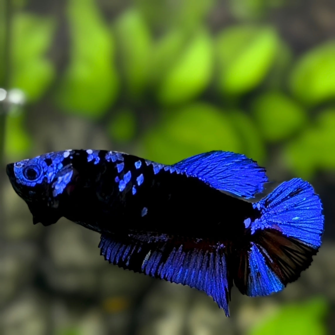 Avatar Blackstar Blue HMPK Betta Fish Female For Sorority / Breed