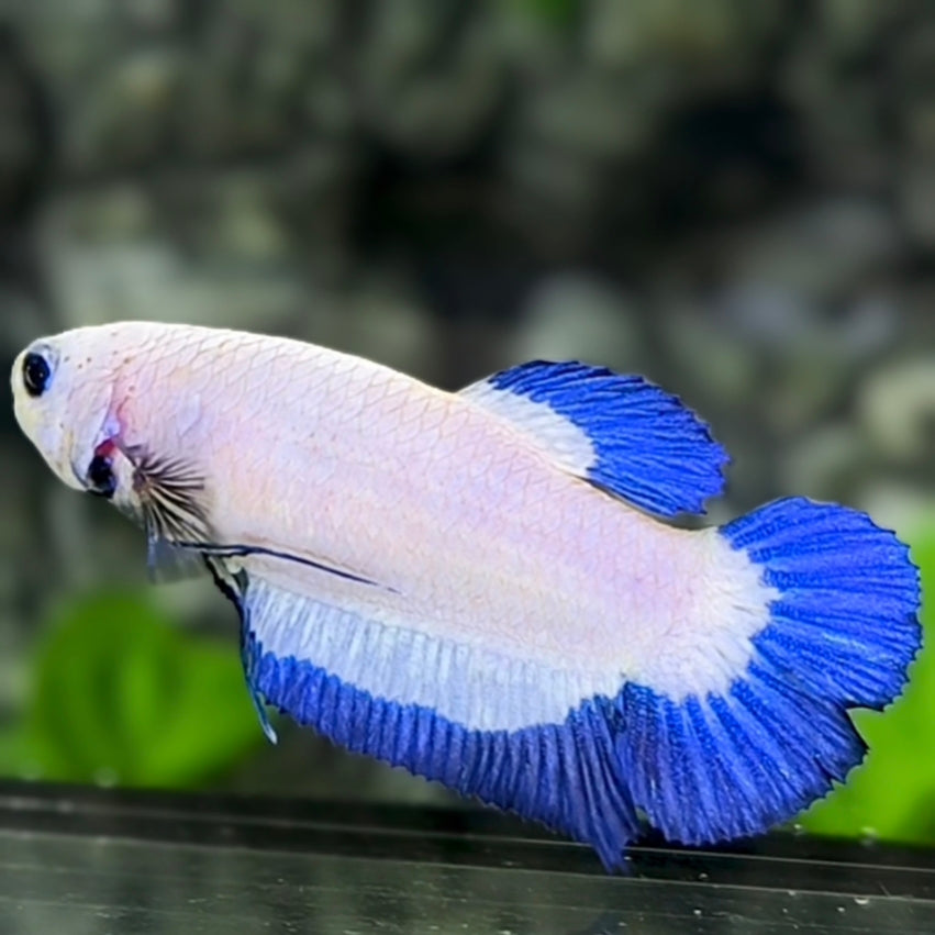 Blue Rim Butterfly HMPK Betta Fish Female For Sorority / Breed