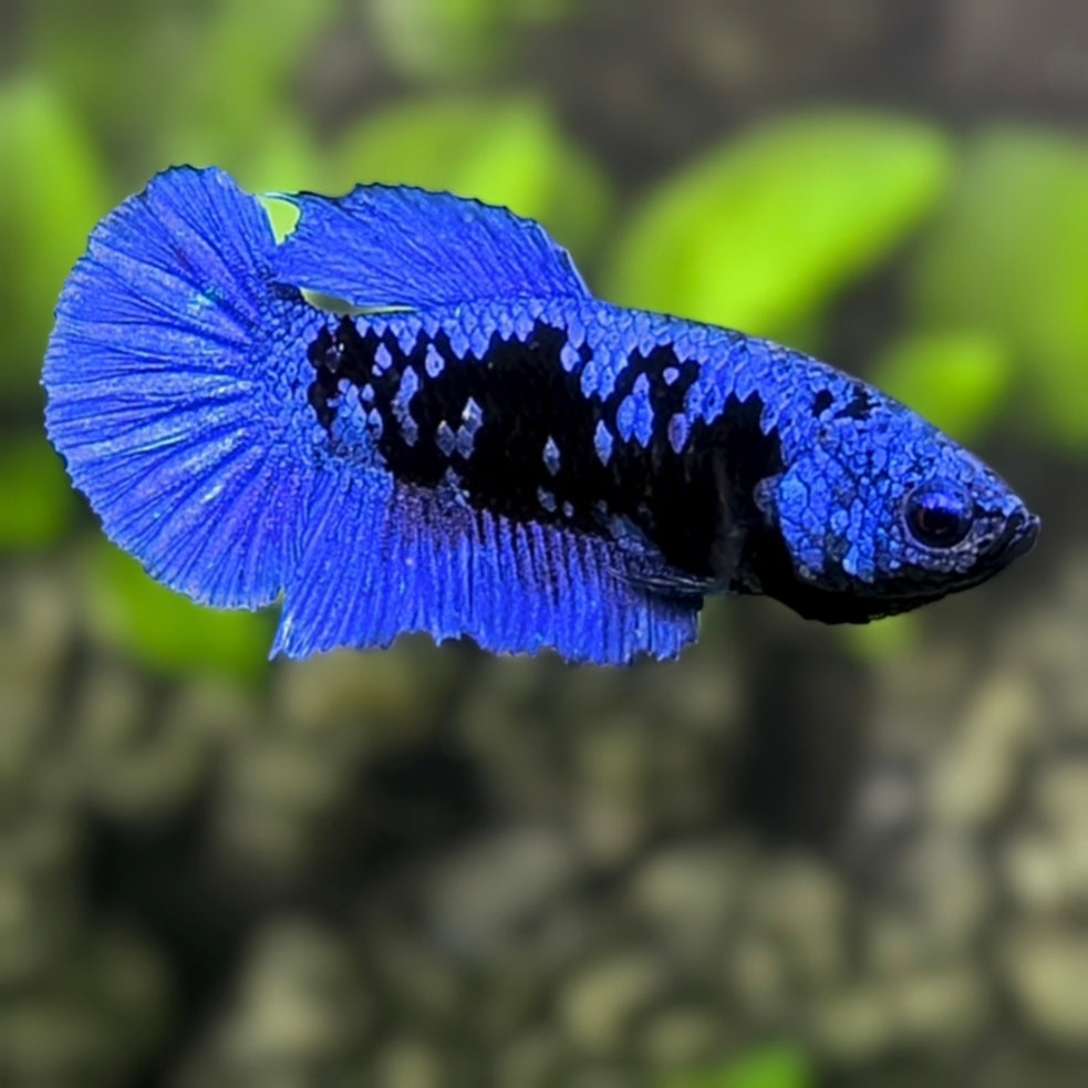 Avatar Blackstar Blue HMPK Betta Fish Female For Sorority / Breed