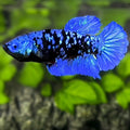 Avatar Blackstar Blue HMPK Betta Fish Female For Sorority / Breed