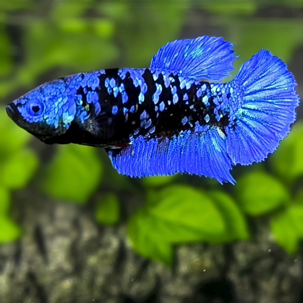 Avatar Blackstar Blue HMPK Betta Fish Female For Sorority / Breed